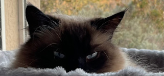 Maylo
