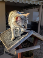 Nala