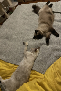 Katzen entspannt