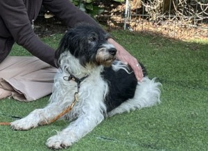 Archie Mitte stärken