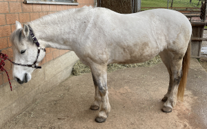 Licorne, vor der Session