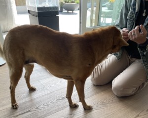 Lilly, vor dem Versuch