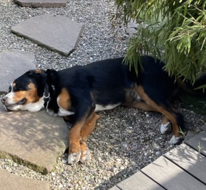 Luigi nach der Session